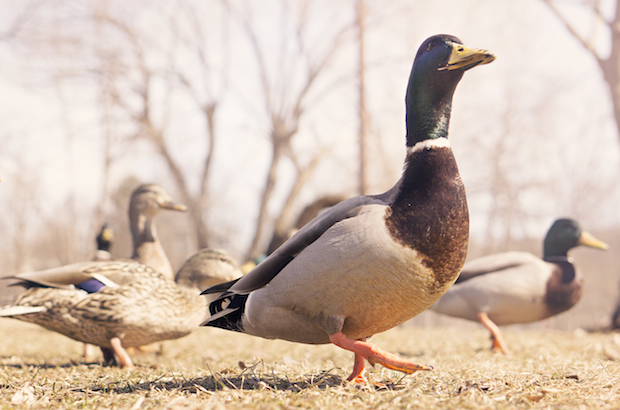 DuckDuckGo est-il devenu un concurrent sérieux de Google?